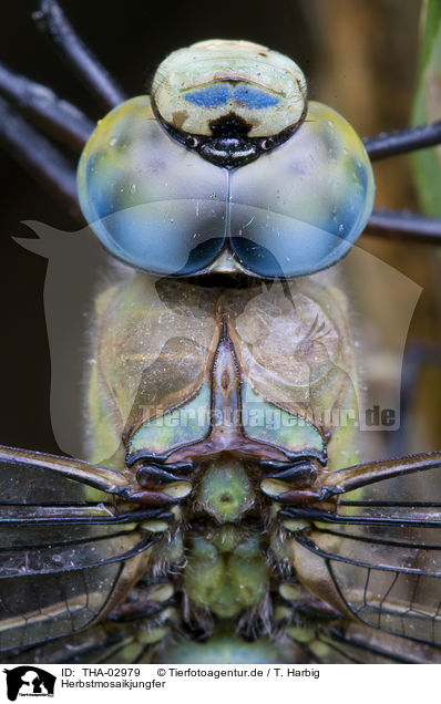 Herbstmosaikjungfer / migrant hawker / THA-02979