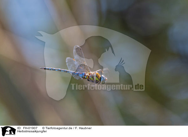 Herbstmosaikjungfer / migrant hawker / FH-01907