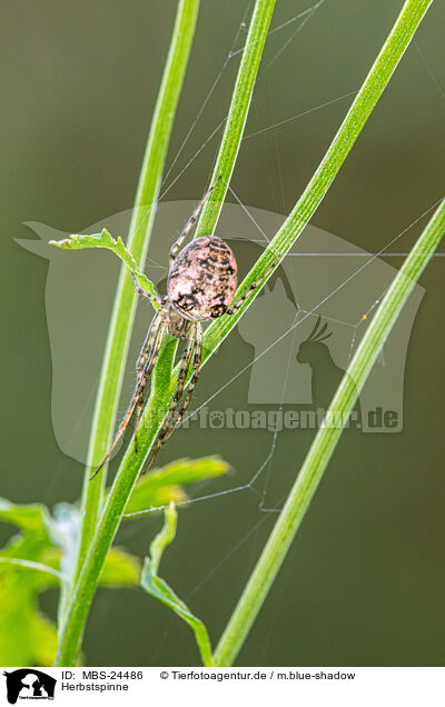 Herbstspinne / autumn orbweaver / MBS-24486