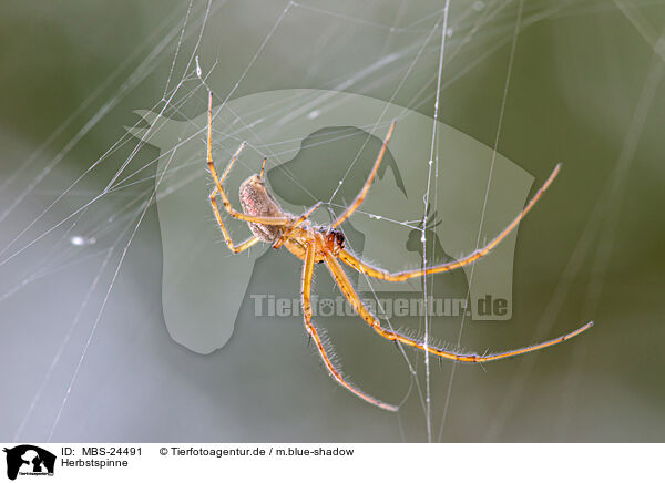 Herbstspinne / autumn orbweaver / MBS-24491