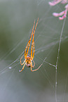 Herbstspinne