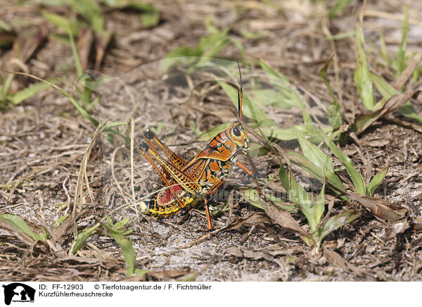 Kurzfhlerheuschrecke / grasshopper / FF-12903