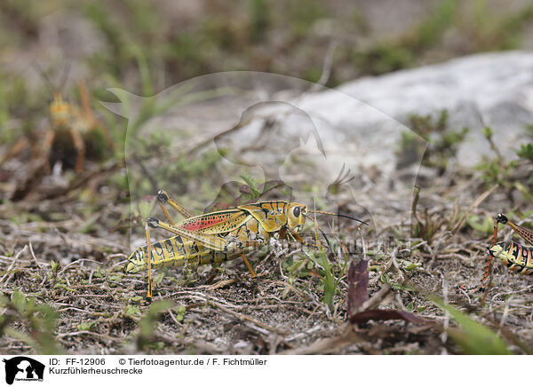 Kurzfhlerheuschrecke / grasshopper / FF-12906