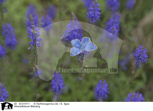 Himmelblauer Bluling / Adonis blue / SI-01411