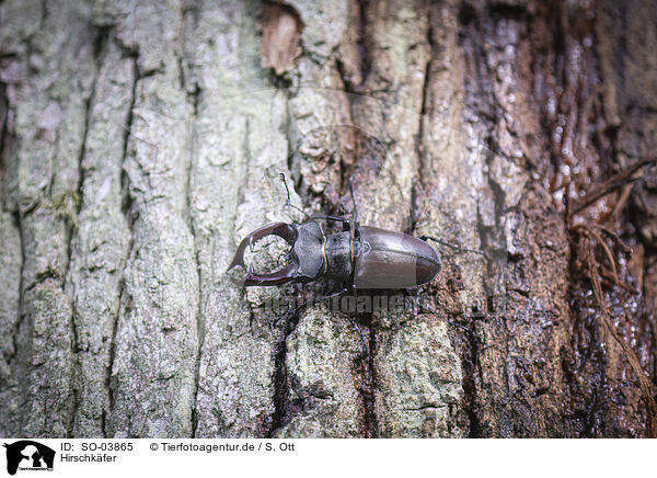 Hirschk�fer / SO-03865