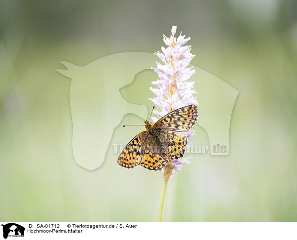 Hochmoor-Perlmuttfalter / cranberry fritillary / SA-01712