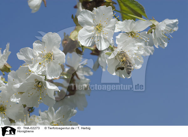 Honigbiene / honeybee / THA-02273