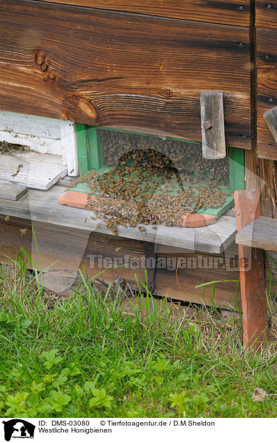 Westliche Honigbienen / honeybees / DMS-03080