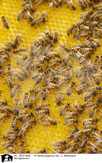 Honigbienen / honeybees / JR-01808