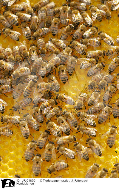 Honigbienen / JR-01809