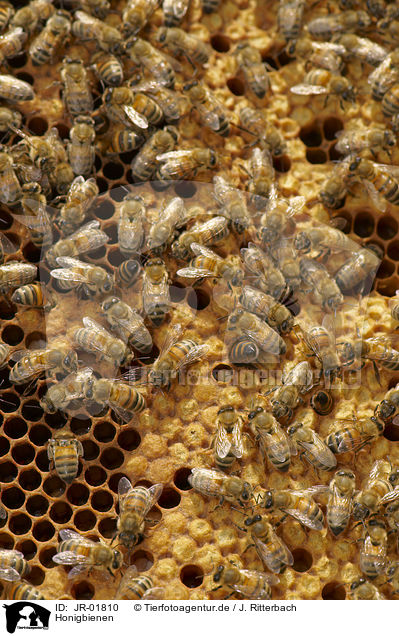 Honigbienen / honeybees / JR-01810