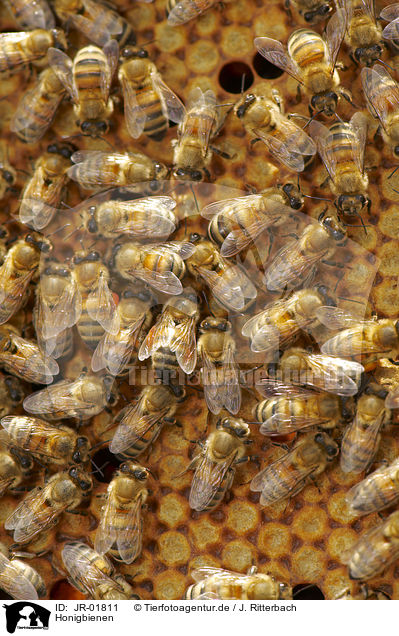 Honigbienen / JR-01811