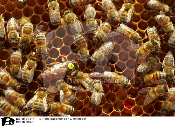 Honigbienen / honeybees / JR-01814