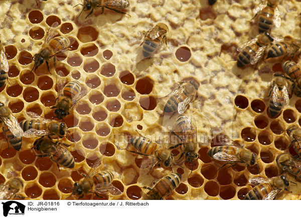 Honigbienen / honeybees / JR-01816