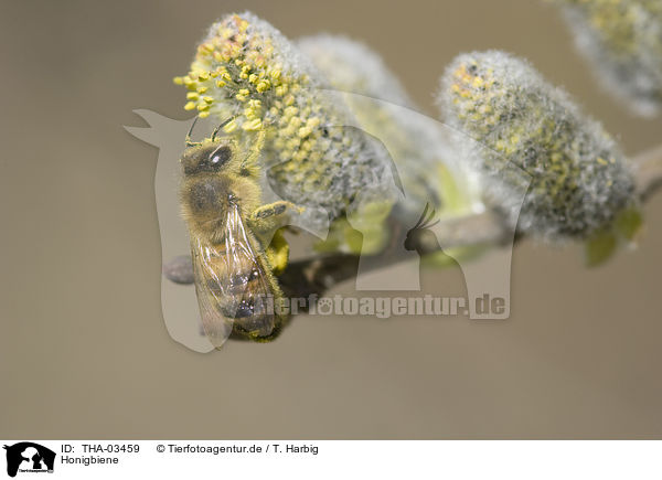 Honigbiene / honeybee / THA-03459