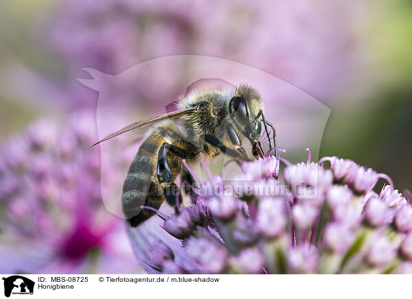 Honigbiene / honeybee / MBS-08725