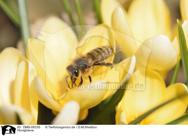 Honigbiene / honeybee / DMS-08335