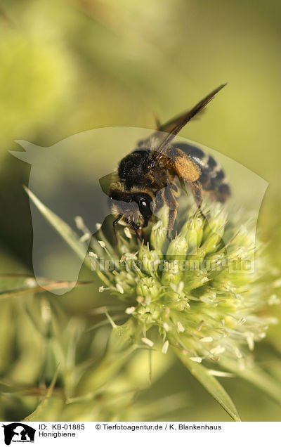 Honigbiene / Honey Bee / KB-01885