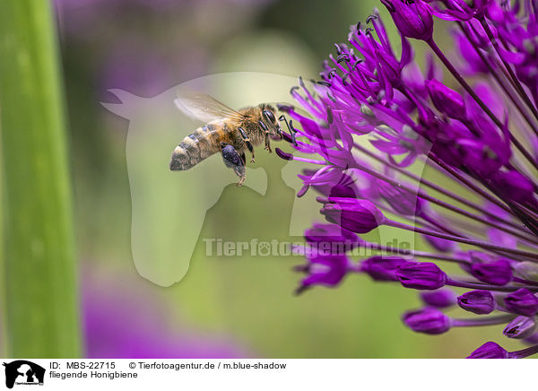 fliegende Honigbiene / flying Honey Bee / MBS-22715