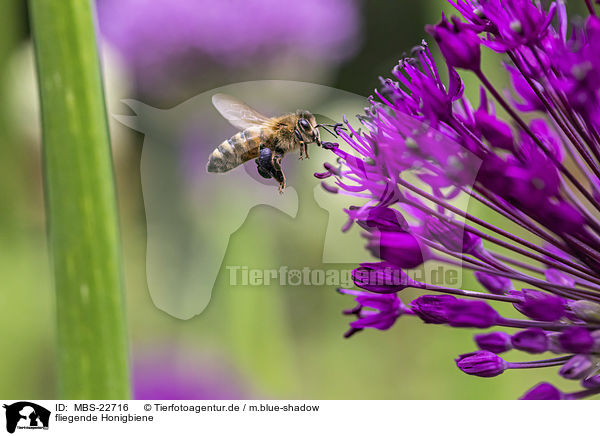 fliegende Honigbiene / MBS-22716