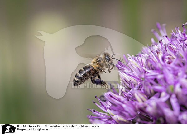 fliegende Honigbiene / flying Honey Bee / MBS-22719