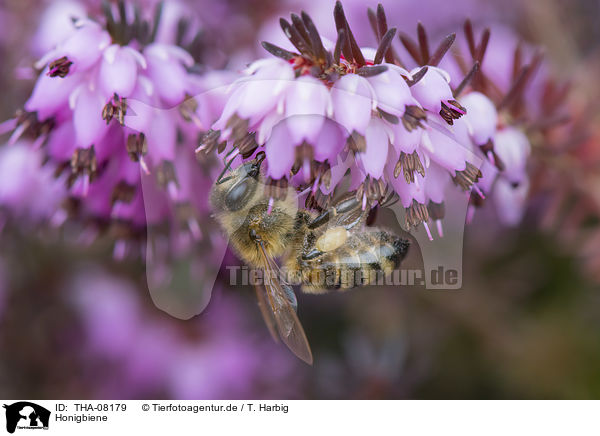 Honigbiene / Honey Bee / THA-08179