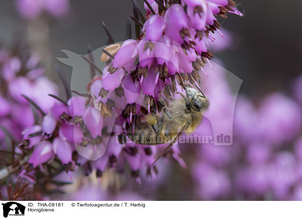 Honigbiene / Honey Bee / THA-08181