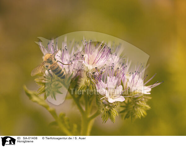 Honigbiene / honeybee / SA-01408