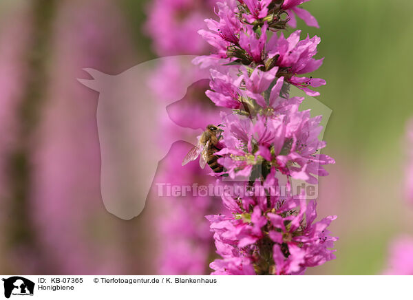 Honigbiene / honeybee / KB-07365