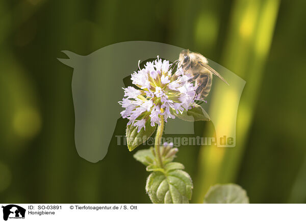 Honigbiene / honeybee / SO-03891