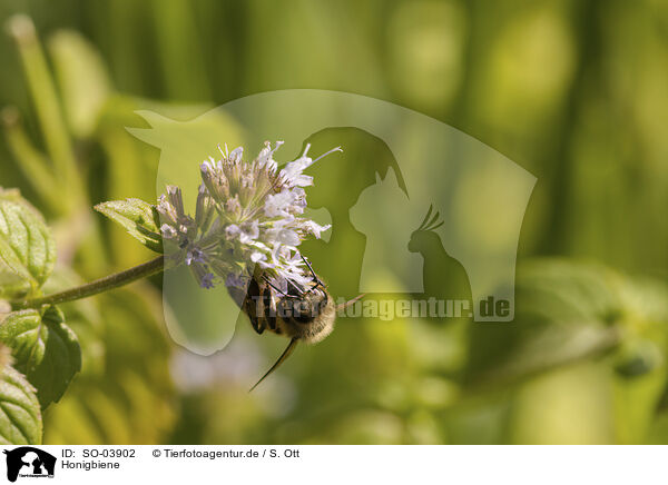 Honigbiene / honeybee / SO-03902