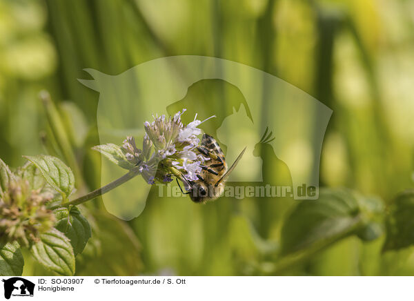 Honigbiene / honeybee / SO-03907