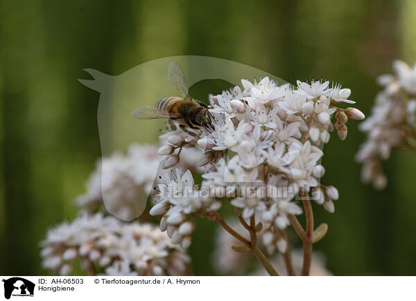 Honigbiene / honeybee / AH-06503
