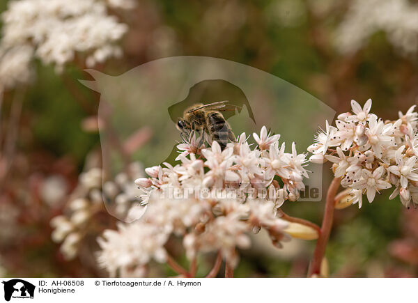 Honigbiene / honeybee / AH-06508