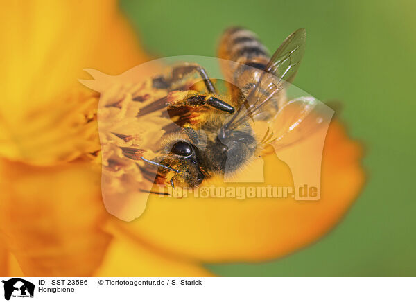 Honigbiene / honeybee / SST-23586