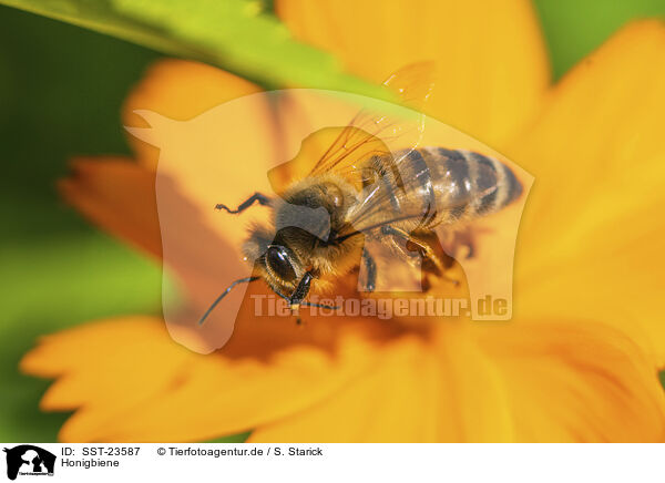 Honigbiene / honeybee / SST-23587