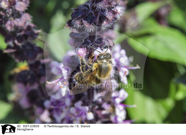 Honigbiene / honeybee / SST-23600