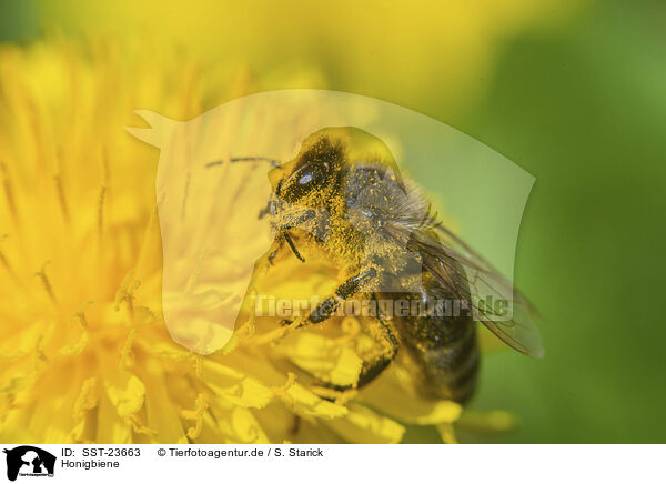 Honigbiene / honeybee / SST-23663