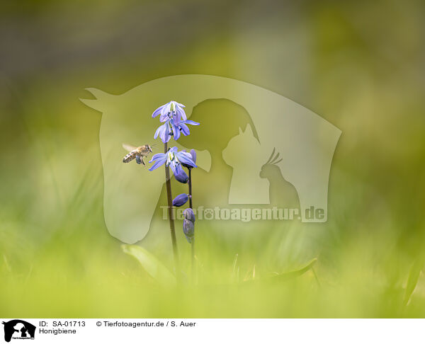 Honigbiene / honey bee / SA-01713