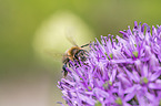 sitzende Honigbiene