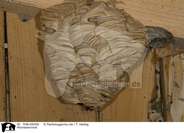 Hornissennest / hornets' nest / THA-05009