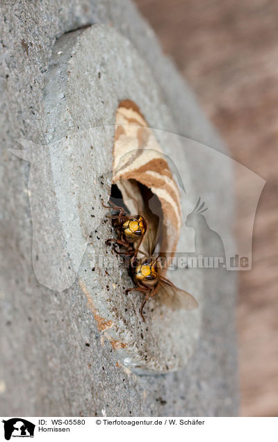 Hornissen / hornets / WS-05580