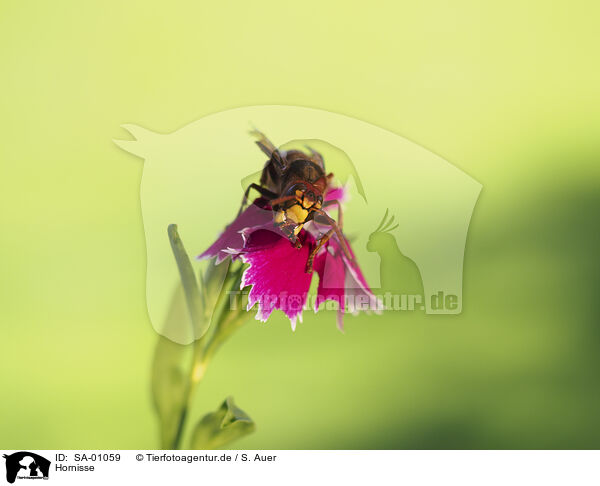 Hornisse / Hornet / SA-01059