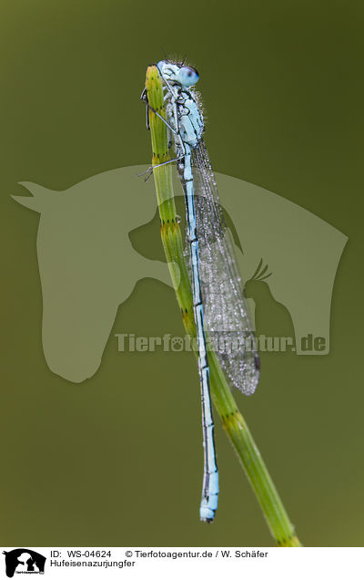 Hufeisenazurjungfer / azure damselfly / WS-04624