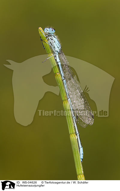 Hufeisenazurjungfer / azure damselfly / WS-04626