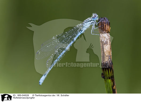 Hufeisenazurjungfer / azure damselfly / WS-04628