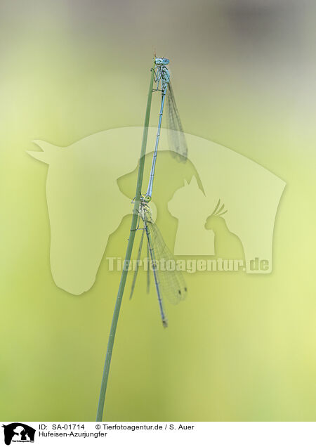 Hufeisen-Azurjungfer / azure bluet / SA-01714