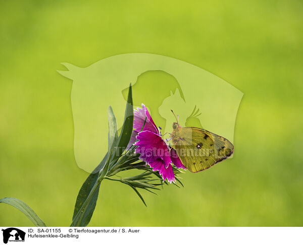 Hufeisenklee-Gelbling / Bergers Clouded yellow / SA-01155