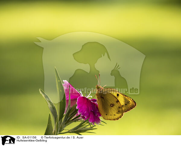 Hufeisenklee-Gelbling / Bergers Clouded yellow / SA-01156