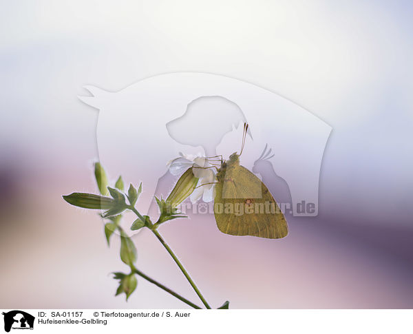 Hufeisenklee-Gelbling / Bergers Clouded yellow / SA-01157